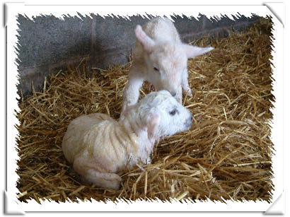 Sheep Photo