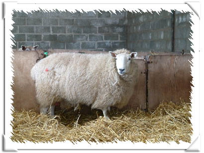 Sheep Photo