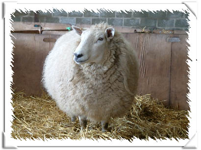 Sheep Photo