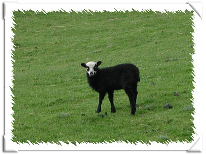 Sheep Photo