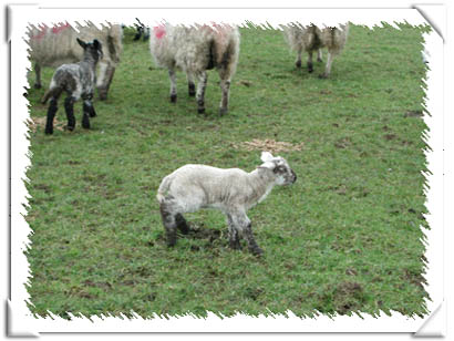 Sheep Photo