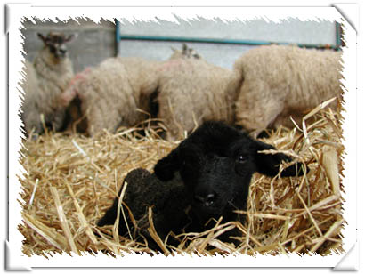 Sheep Photo