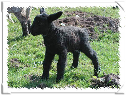 Sheep Photo