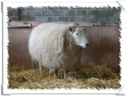 Sheep Photo