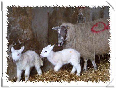 Sheep Photo