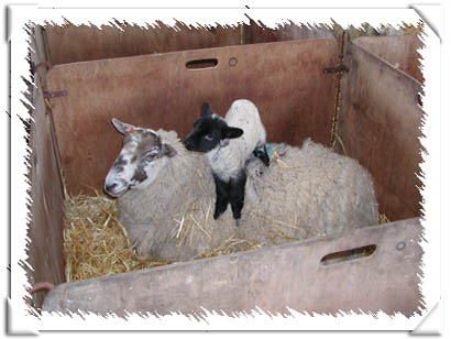 Sheep Photo