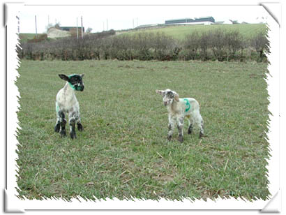 Sheep Photo