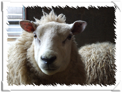 Sheep Photo