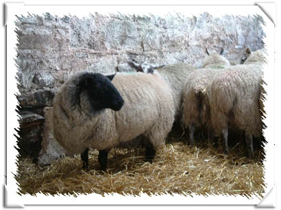 Sheep Photo