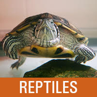 Reptiles